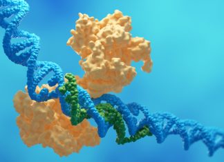 O platformă inovatoare îmbunătățește siguranța și eficiența editării genetice CRISPR în celulele stem 0 (0)
