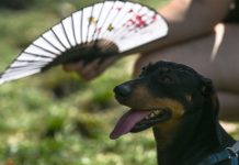 Când este prea cald, chiar și animalele își pierd cumpătul