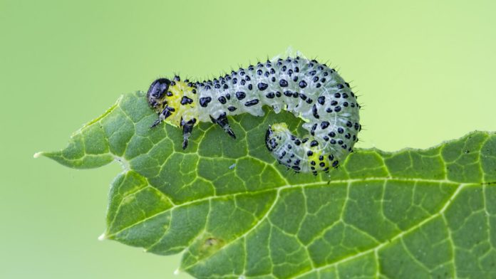 GettyImages-539781130-1152x648