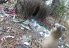 Păsările constructor de colibe își împodobesc cuibul cu obiecte omenești pentru a impresiona