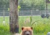 Parcul de animale sălbatice din Lake District întâmpină veseli câini de tufiș
