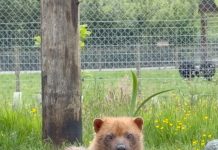 Parcul de animale sălbatice din Lake District întâmpină veseli câini de tufiș