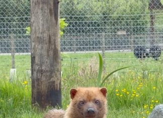 Parcul de animale sălbatice din Lake District întâmpină veseli câini de tufiș 0 (0)