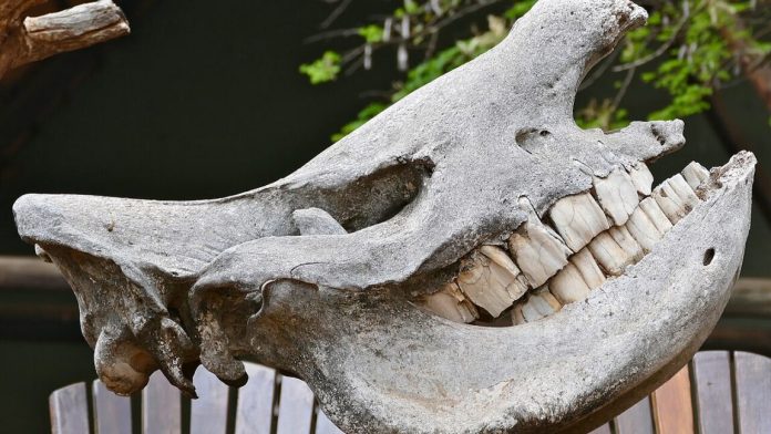 rhinoteethimg4-1152x648