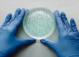Știința din spatele alimentelor modificate genetic: Mituri și realități. 0 (0)