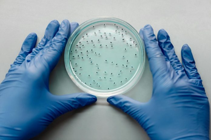 Știința din spatele alimentelor modificate genetic: Mituri și realități.