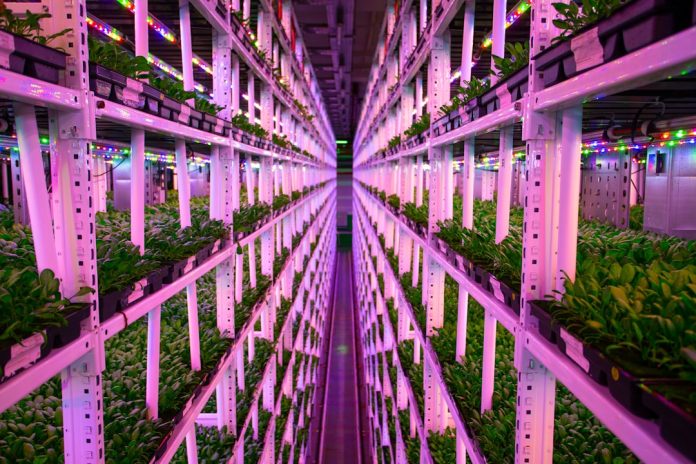 Agricultura verticală: Cum hrănim mega-orașele fără a distruge pădurile.