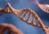 Ce s-a întâmplă cu adevărat cu neandertalienii? Dovezile hibridizării cu Homo sapiens.