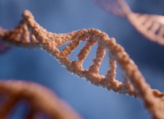 Ce s-a întâmplă cu adevărat cu neandertalienii? Dovezile hibridizării cu Homo sapiens.