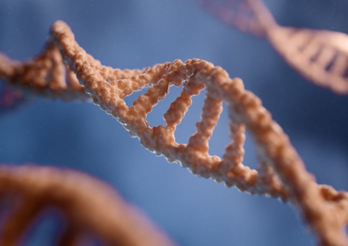 Ce s-a întâmplă cu adevărat cu neandertalienii? Dovezile hibridizării cu Homo sapiens.