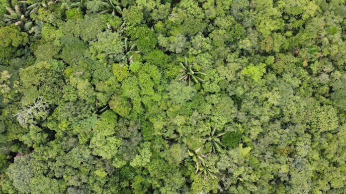 Defrișările din Amazon și punctul de inflexiune: Când devine jungla o savană uscată?
