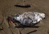 Extincția în masă numărul șase: Cum afectează activitatea umană biodiversitatea globală.
