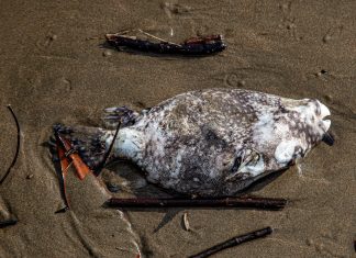 Extincția în masă numărul șase: Cum afectează activitatea umană biodiversitatea globală.
