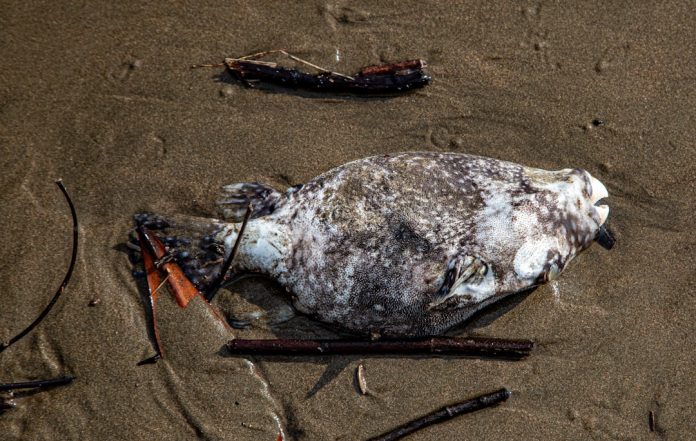 Extincția în masă numărul șase: Cum afectează activitatea umană biodiversitatea globală.