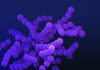 Microbiomul intestinal: Al doilea creier care ne controlează starea de spirit.