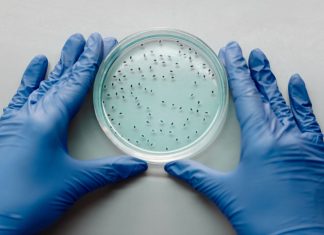 Xenotransplantul: Cum pot inimile de porc modificate genetic să salveze vieți omenești.
