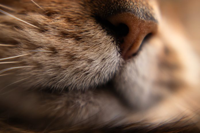 Cum percep animalele lumea? Simțurile spectaculoase pe care noi nu le avem.