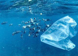 Marea insulă de gunoi din Pacific: Cum curățăm oceanele de microplastic.