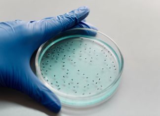 Organoizii: Mini-creiere și mini-rinichi crescuți în laborator pentru teste medicale.