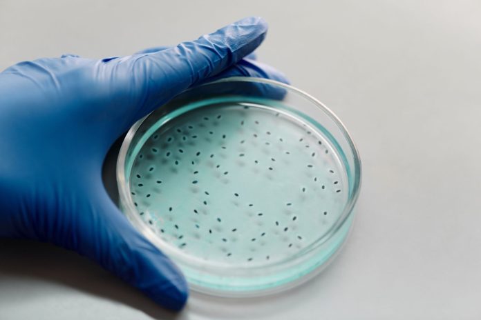 Organoizii: Mini-creiere și mini-rinichi crescuți în laborator pentru teste medicale.