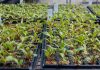 Super-plantele modificate genetic pentru a absorbi mai mult dioxid de carbon.