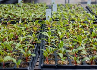Super-plantele modificate genetic pentru a absorbi mai mult dioxid de carbon.