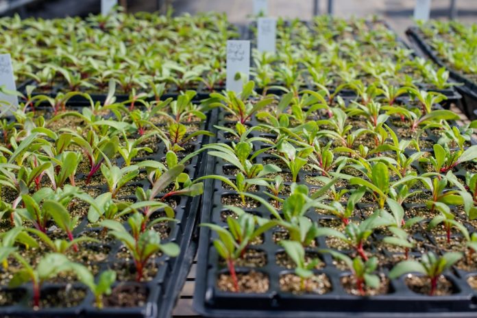 Super-plantele modificate genetic pentru a absorbi mai mult dioxid de carbon.