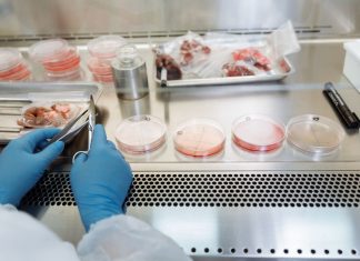 Xenotransplantul: Cum pot inimile de porc modificate genetic să salveze vieți omenești.