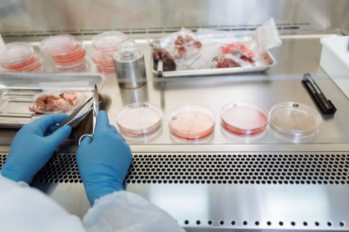 Xenotransplantul: Cum pot inimile de porc modificate genetic să salveze vieți omenești.