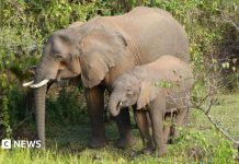 Elefanții din Africa își tratează singuri bolile cu plante medicinale