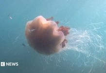 O Meduză Uriașă cu Tentacule de 12 metri, Capturată pe Camera