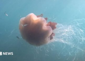 O Meduză Uriașă cu Tentacule de 12 metri, Capturată pe Camera 4 (1)