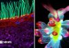 Descoperă organisme minuscule în competiția de videoclipuri microscopice