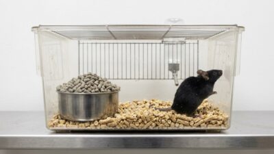 Food-Ignoring-Mouse-400x225
