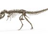Dinții de T. rex indică faptul că alerga la fel de cald ca un elefant