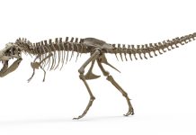 Dinții de T. rex indică faptul că alerga la fel de cald ca un elefant