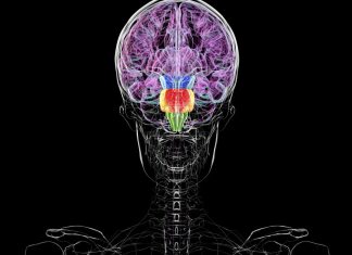 Nu, nu avem două creiere: ce ne învață biologia despre dezvoltarea creierului uman 0 (0)