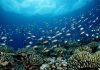 NOAA pune pescuitul comercial înaintea conservării