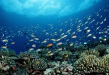 NOAA pune pescuitul comercial înaintea conservării