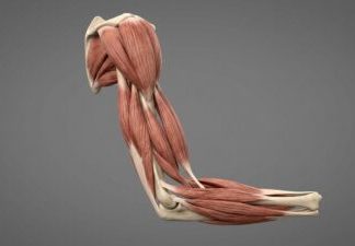 Manipularea incorectă a calciului contribuie la pierderea masei musculare 0 (0)