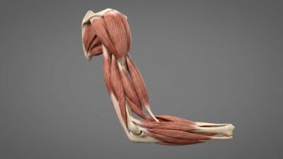 Weak-muscles-400x225