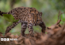 Descoperită o nouă specie de pisică sălbatică – cu un singur membru cunoscut în viață