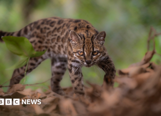 Descoperită o nouă specie de pisică sălbatică – cu un singur membru cunoscut în viață 0 (0)