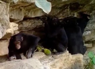 Cum învață maimuțele mici trucuri cu unelte de la părinți 0 (0)