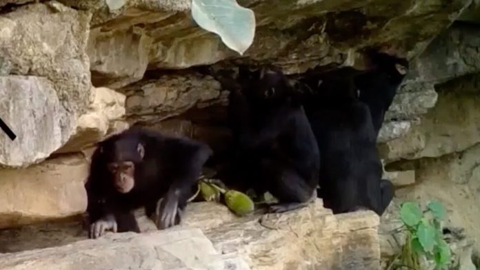 chimps1-1152x648