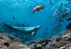 Un delfin numit Bubbles face peștii să vomeze, apoi îi mănâncă