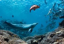 Un delfin numit Bubbles face peștii să vomeze, apoi îi mănâncă