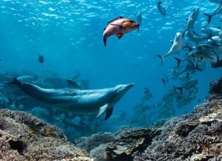 Un delfin numit Bubbles face peștii să vomite, apoi îi mănâncă 0 (0)