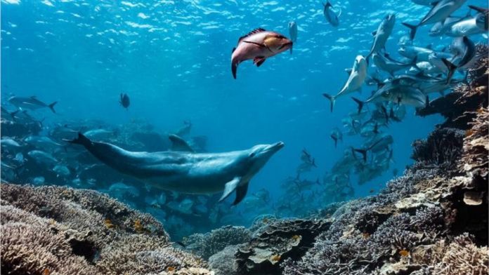 dolphin1-1152x648-1789497589