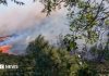 Impactul catastrofic ascuns al incendiilor de vară, avertizează oamenii de știință